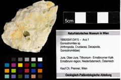 Foto (Objekt + Etiketten) von Goniodromites sp. 